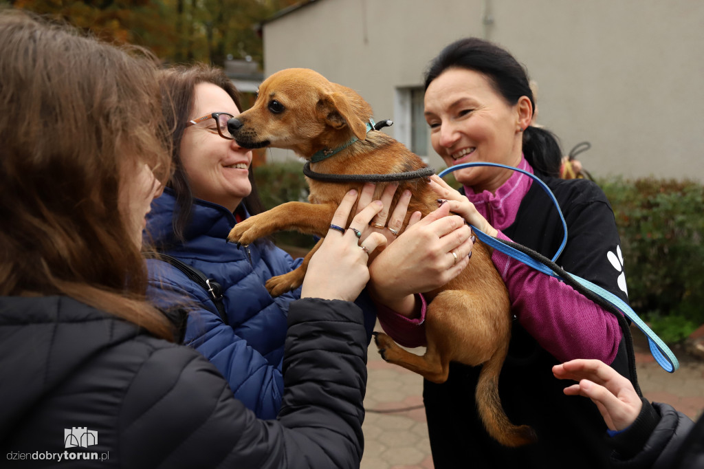 Akcja wyprowadź psa w schronisku