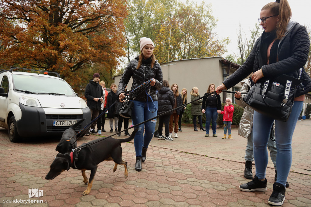 Akcja wyprowadź psa w schronisku