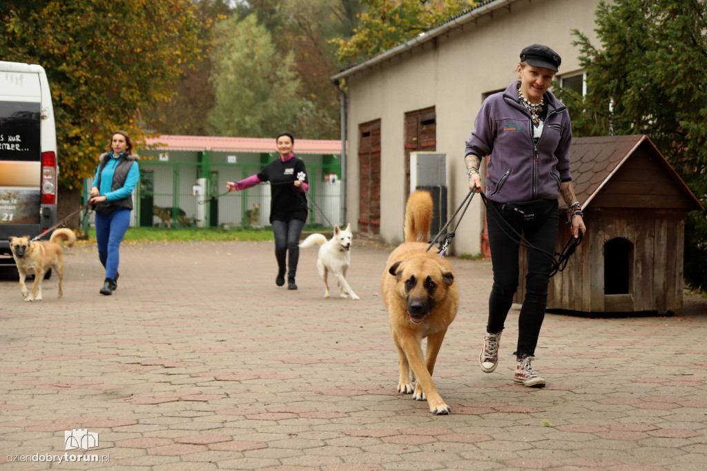 Akcja wyprowadź psa w schronisku