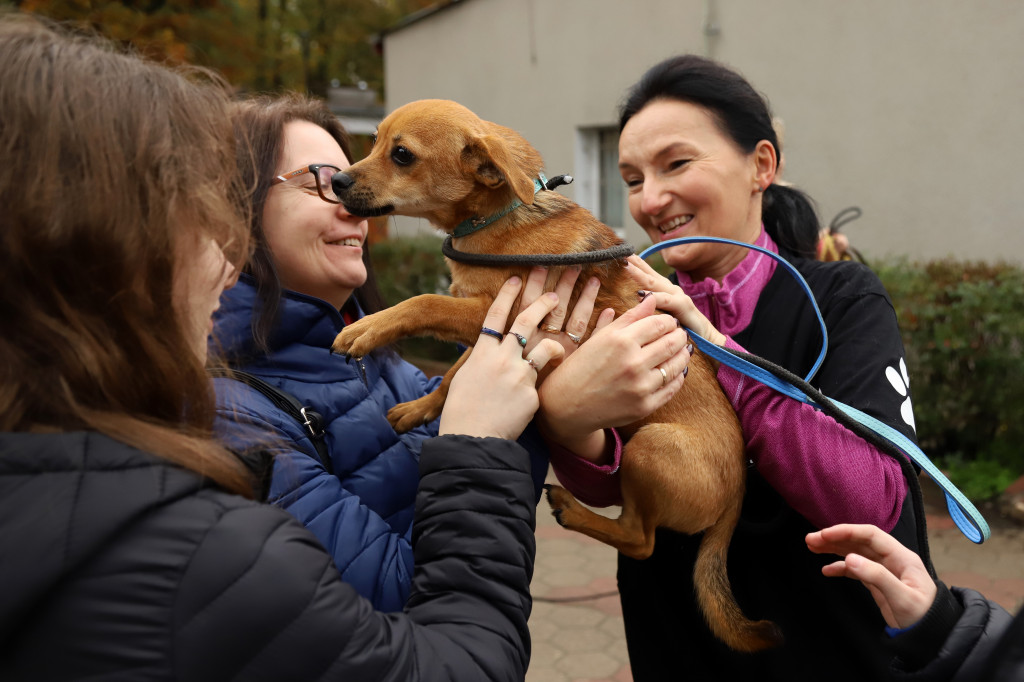 Akcja wyprowadź psa w schronisku