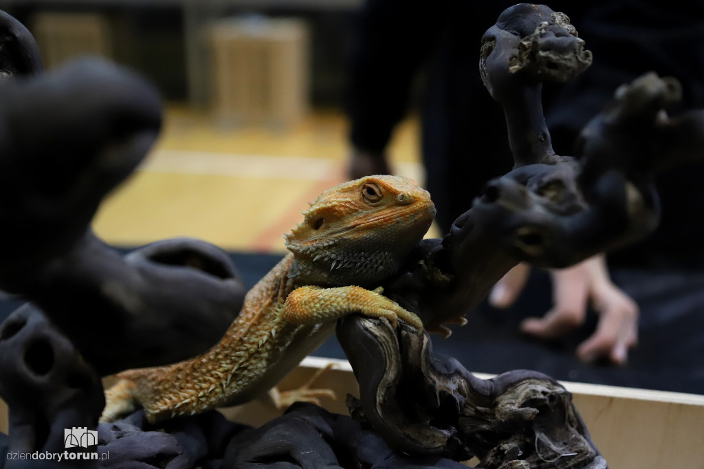 Targi Terrarystyczne Terra Expo