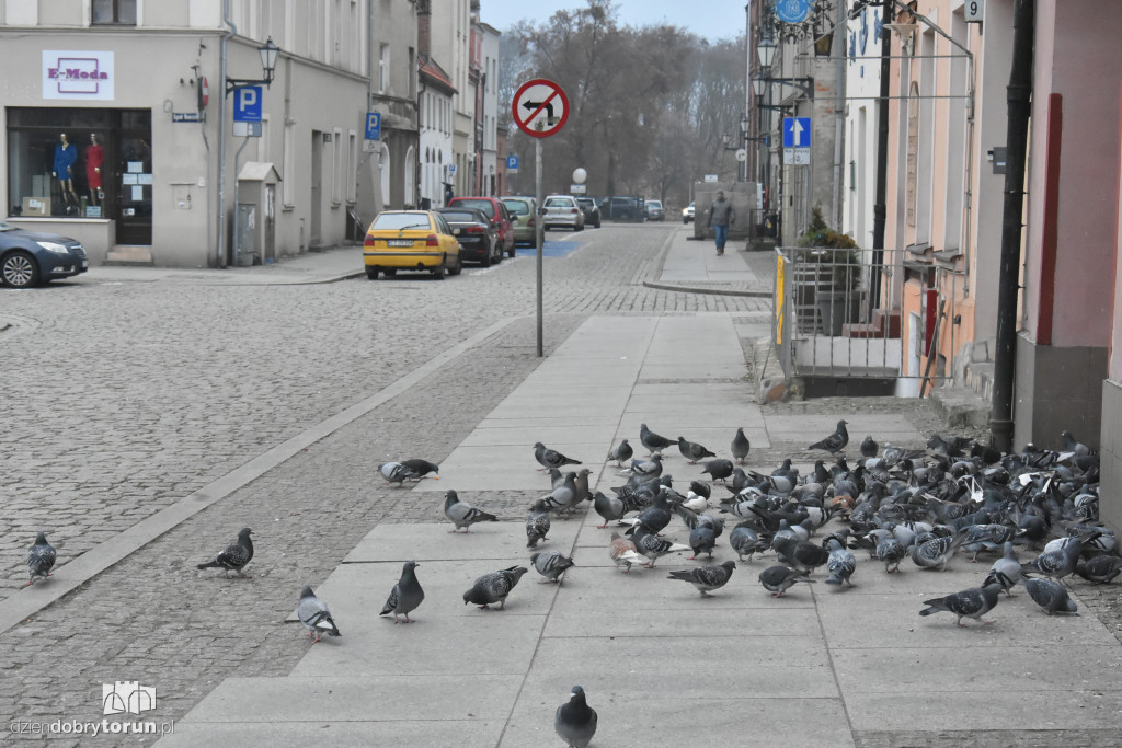 Gołębie na toruńskiej starówce