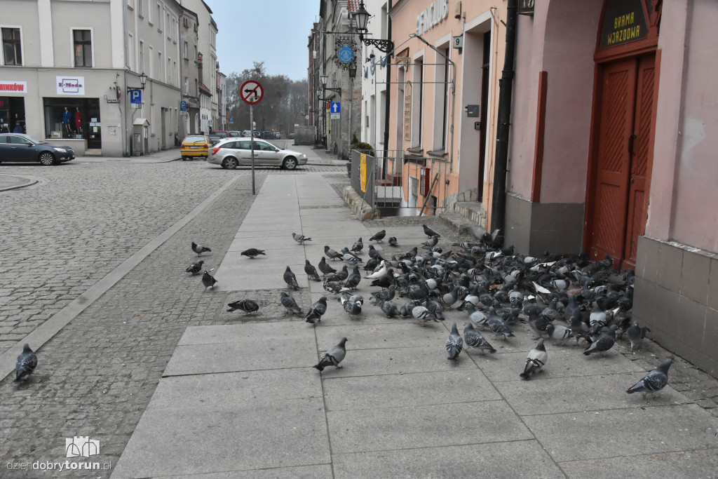 Gołębie na toruńskiej starówce