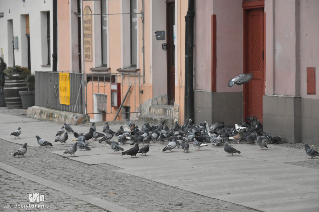 Gołębie na toruńskiej starówce