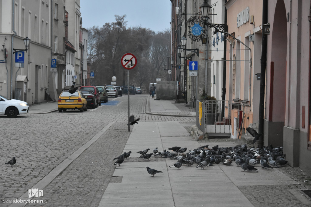 Gołębie na toruńskiej starówce