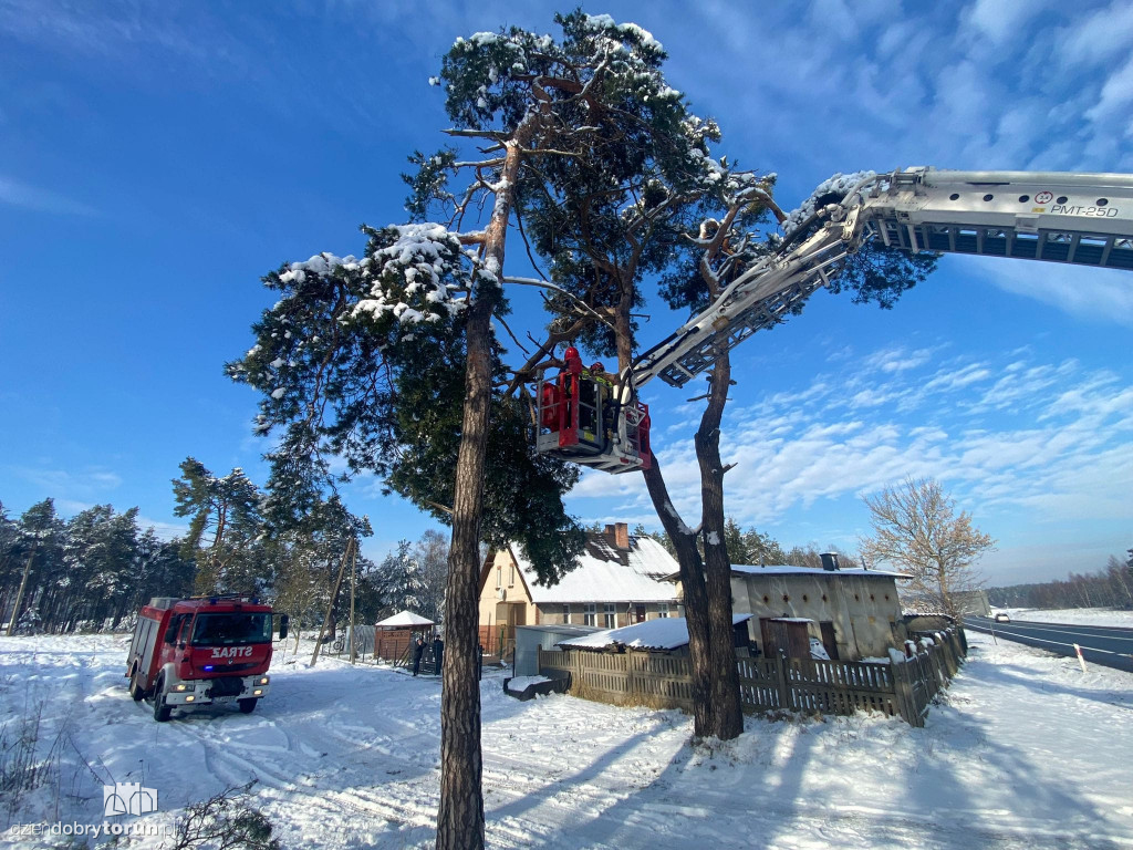 Interwencja strażaków w Brzozie pod Toruniem