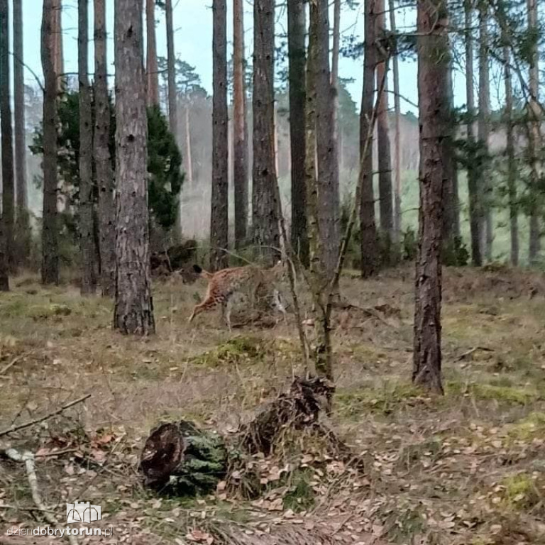 Ryś w lesie w kujawsko-pomorskim