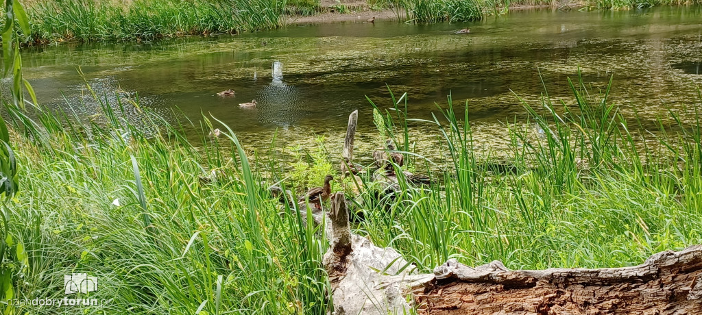 Czarujący park na Bydgoskim Przedmieściu