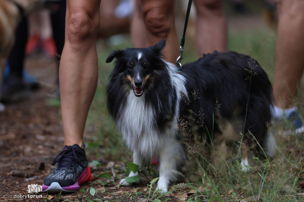 Run Dog w podtoruńskim lesie