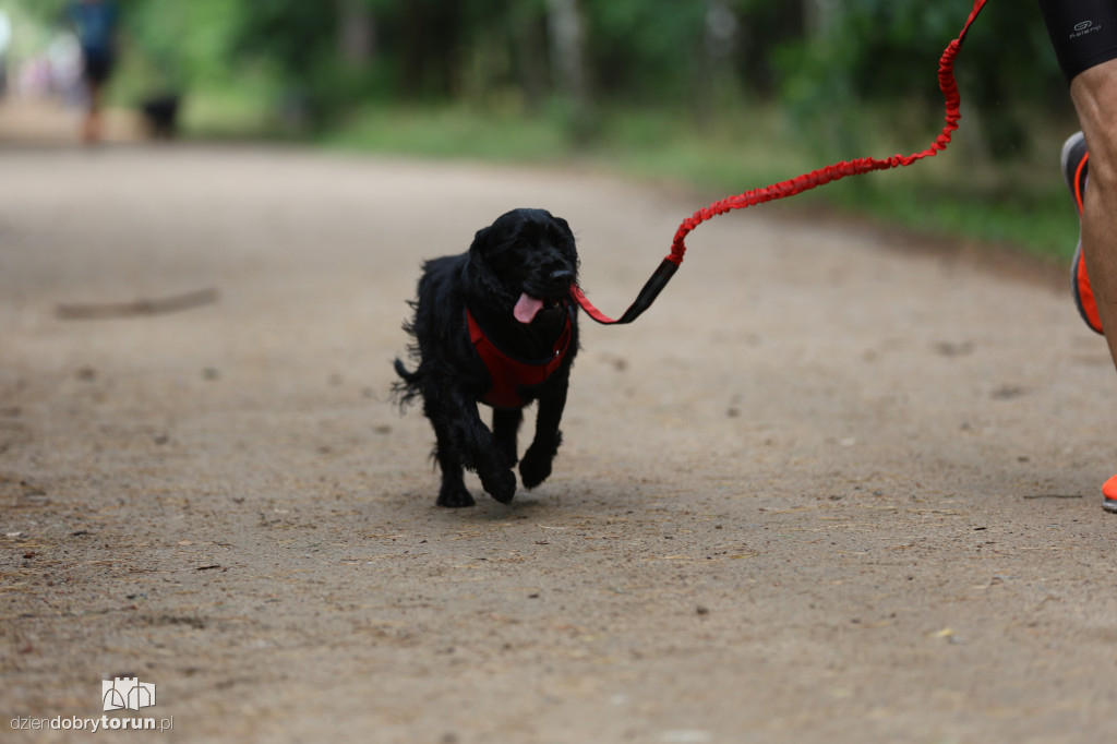 Run Dog w podtoruńskim lesie