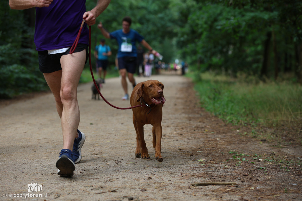 Run Dog w podtoruńskim lesie