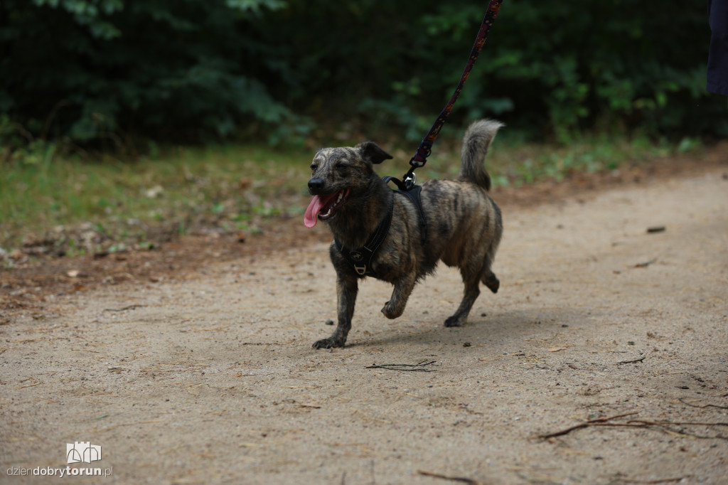 Run Dog w podtoruńskim lesie