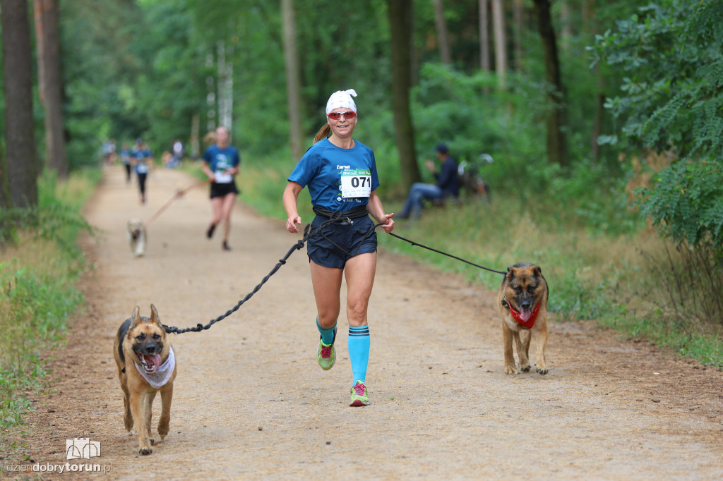 Run Dog w podtoruńskim lesie