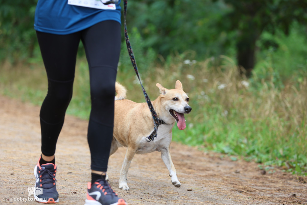 Run Dog w podtoruńskim lesie