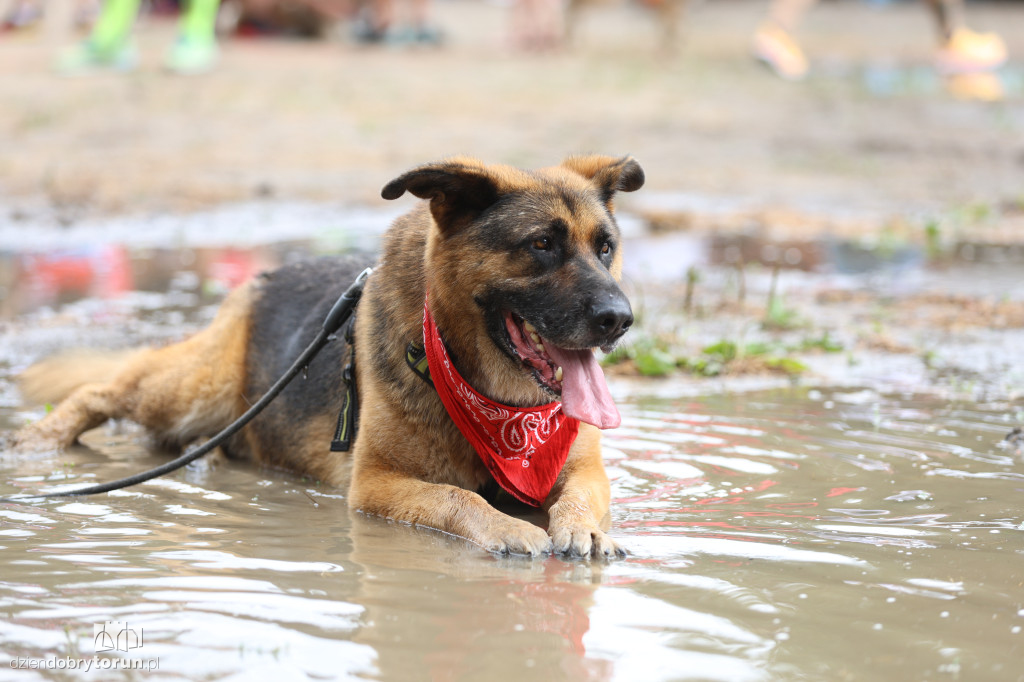 Run Dog w podtoruńskim lesie