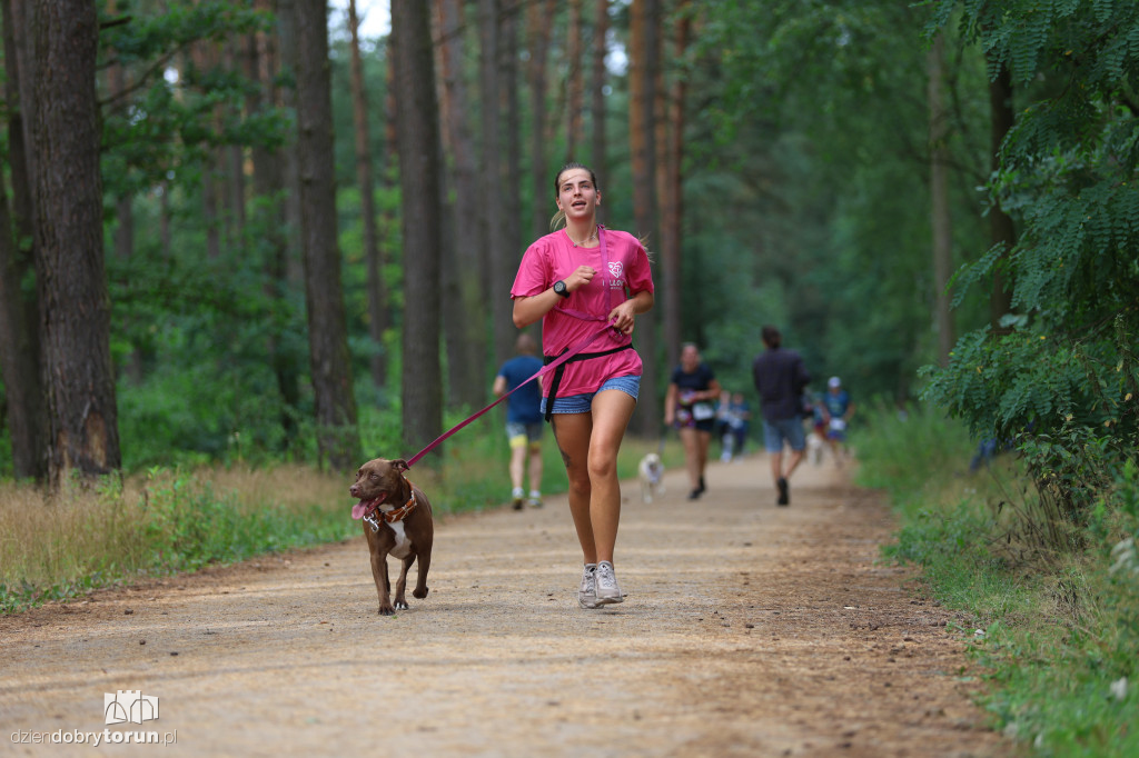 Run Dog w podtoruńskim lesie