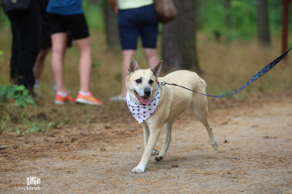 Run Dog w podtoruńskim lesie