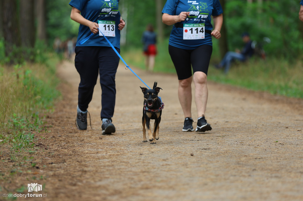 Run Dog w podtoruńskim lesie