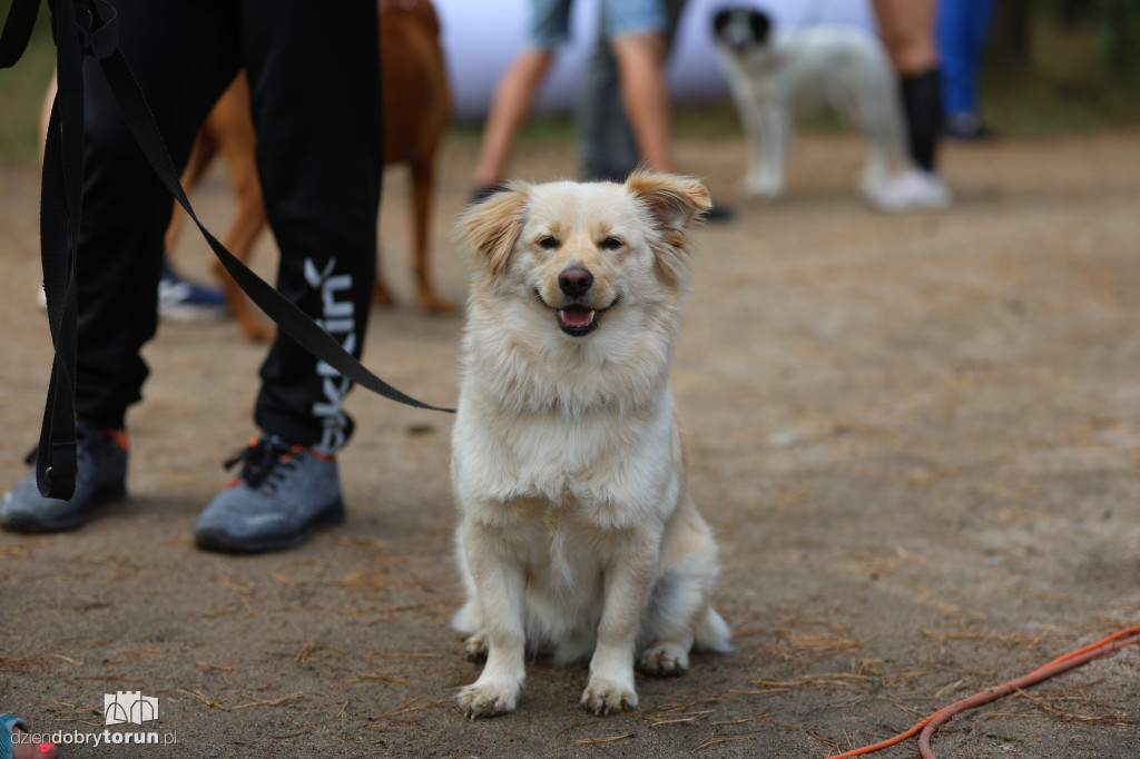 Run Dog w podtoruńskim lesie