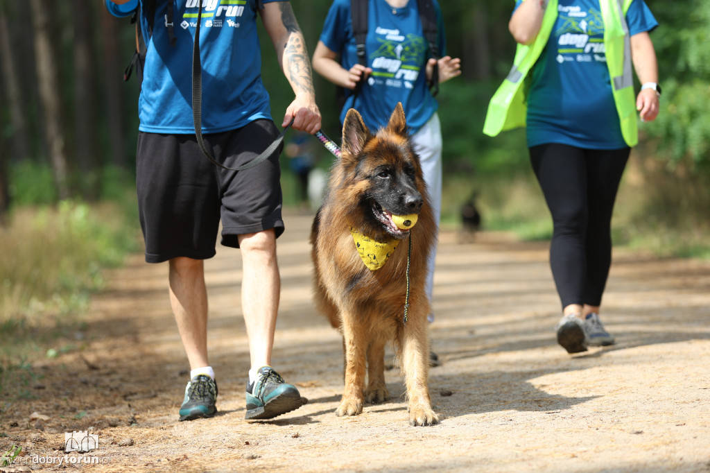 Run Dog w podtoruńskim lesie