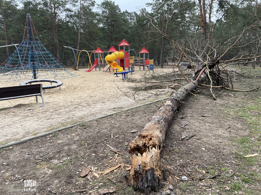 Na placu zabaw runęło drzewo