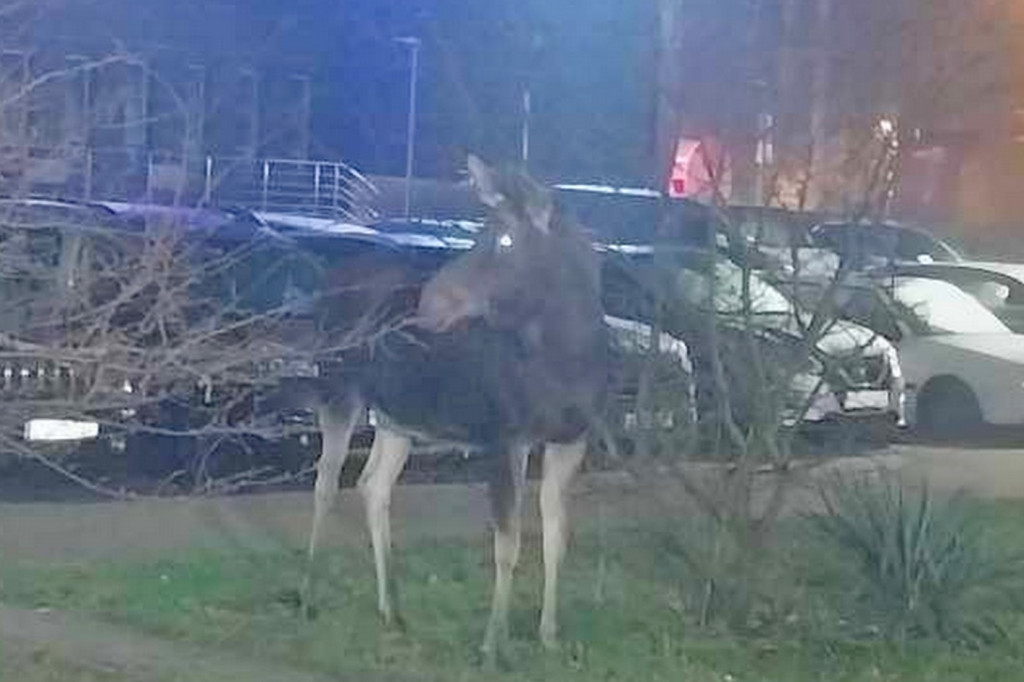 Łosie na Kosynierów w Toruniu