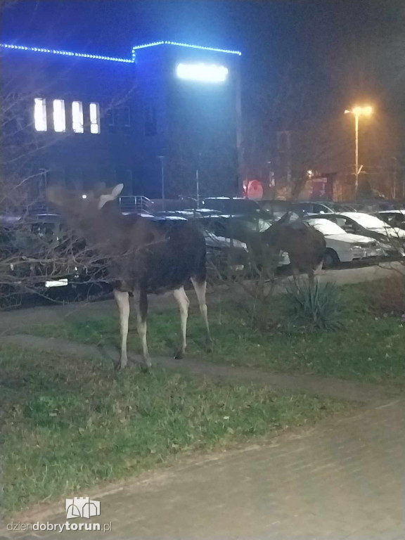 Łosie na Kosynierów w Toruniu