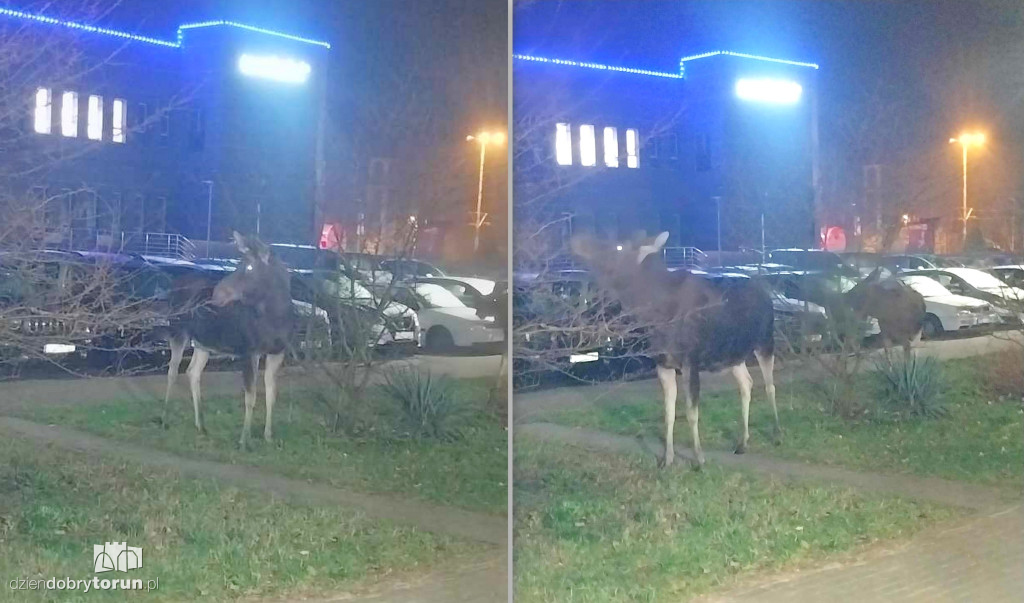 Łosie na Kosynierów w Toruniu