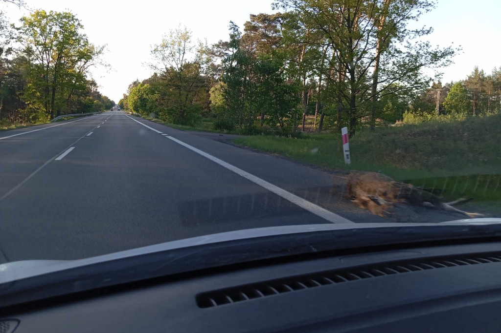 Łoś wpadł prosto pod koła osobówki. Zwierzę zmarło