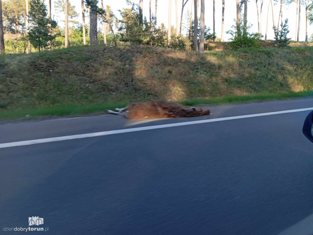 Łoś wpadł prosto pod koła osobówki. Zwierzę zmarło