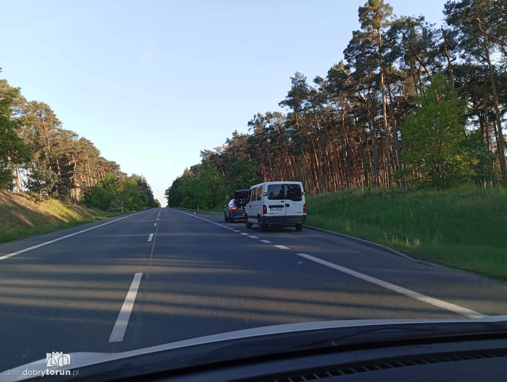 Łoś wpadł prosto pod koła osobówki. Zwierzę zmarło