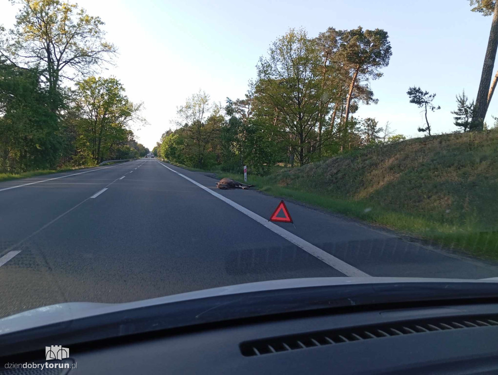 Łoś wpadł prosto pod koła osobówki. Zwierzę zmarło