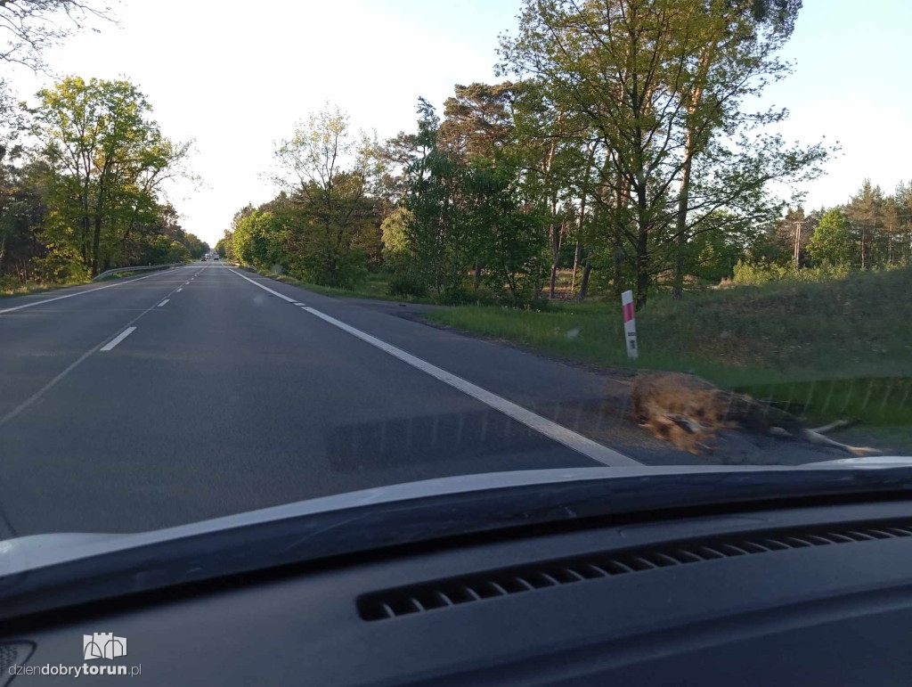 Łoś wpadł prosto pod koła osobówki. Zwierzę zmarło