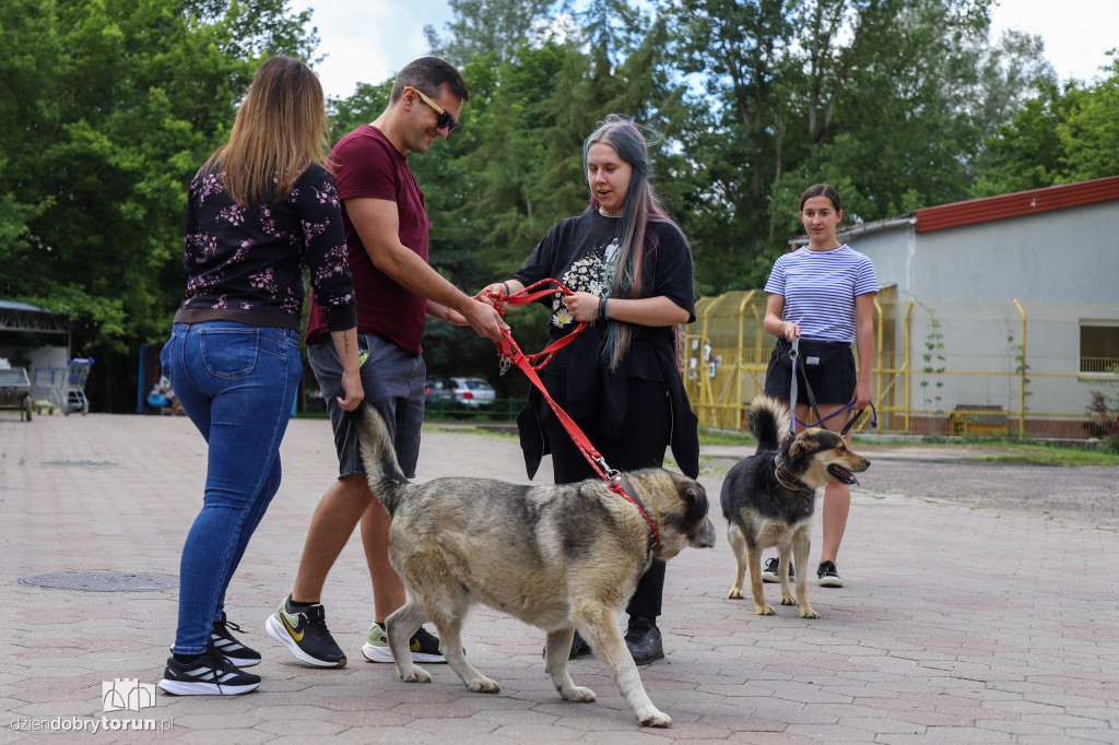 Akcja ,,Wyprowadź psa ze schroniska