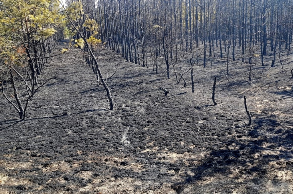 Spalony las pod Świeciem