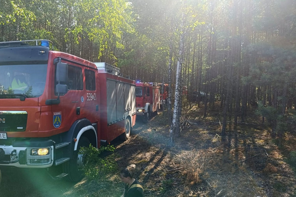 Spalony las pod Świeciem