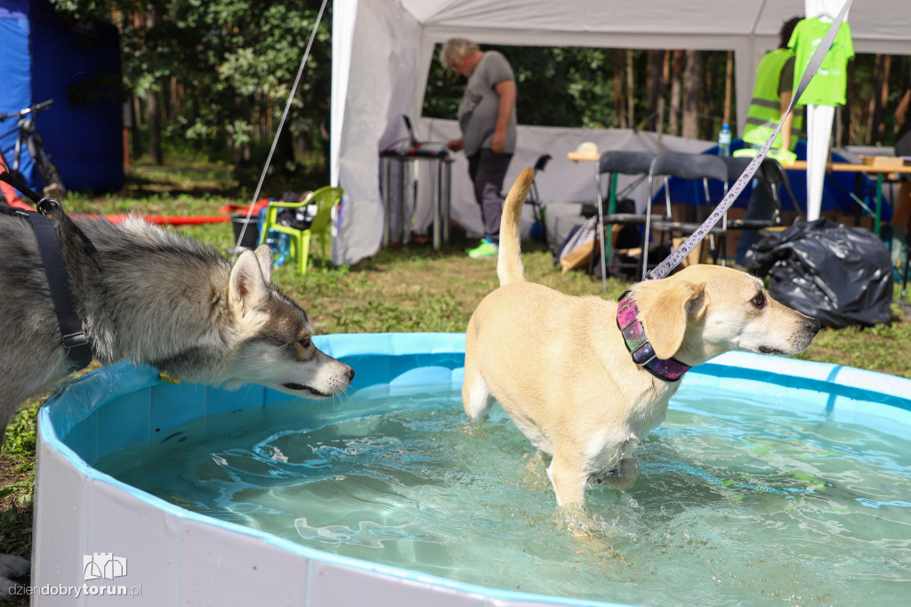 Dog Run Toruń w Szkółce Leśnej Bielawy