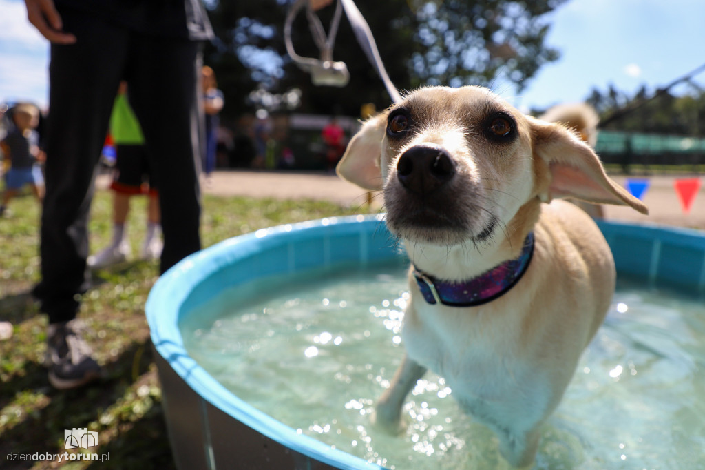 Dog Run Toruń w Szkółce Leśnej Bielawy