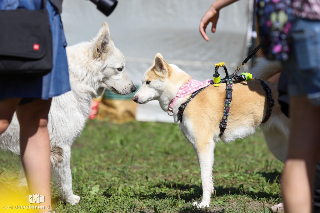 Dog Run Toruń w Szkółce Leśnej Bielawy