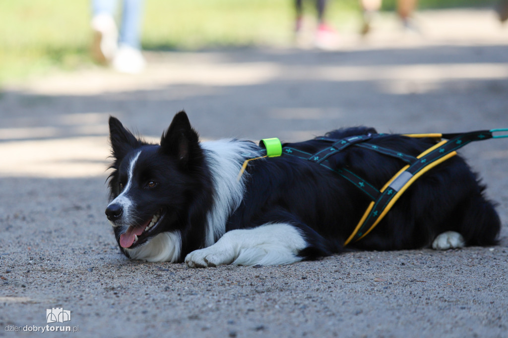 Dog Run Toruń w Szkółce Leśnej Bielawy