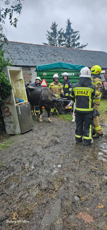 Zawalił się strop. Nie żyją zwierzęta