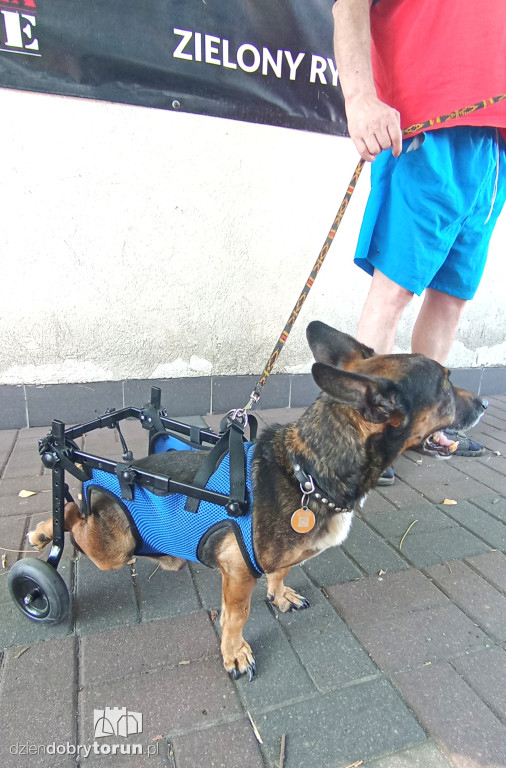 Małżeństwo zbiera pieniądze na leczenie psa