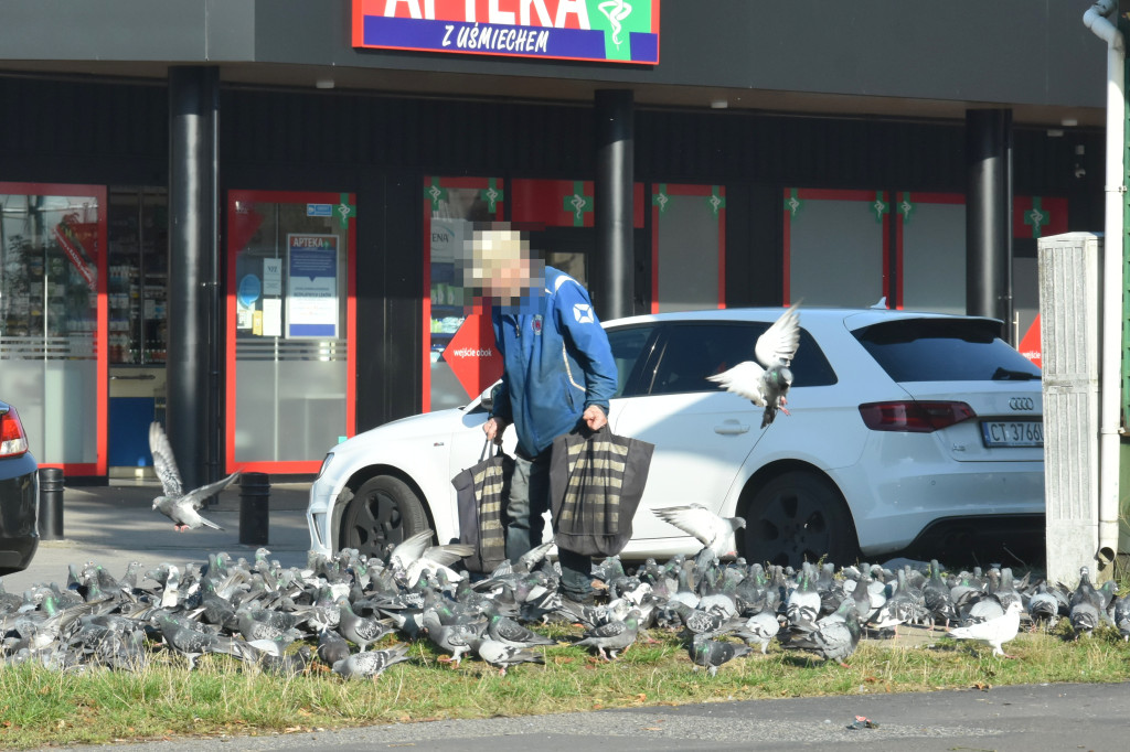 Plaga gołębi na Bydgoskim Przedmieściu