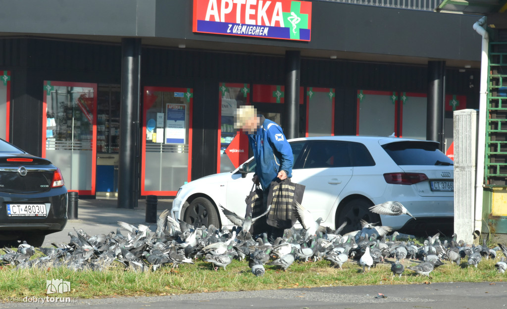 Plaga gołębi na Bydgoskim Przedmieściu