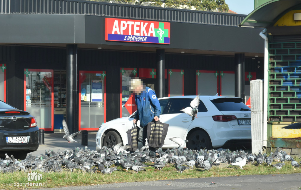 Plaga gołębi na Bydgoskim Przedmieściu