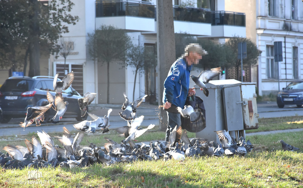 Plaga gołębi na Bydgoskim Przedmieściu