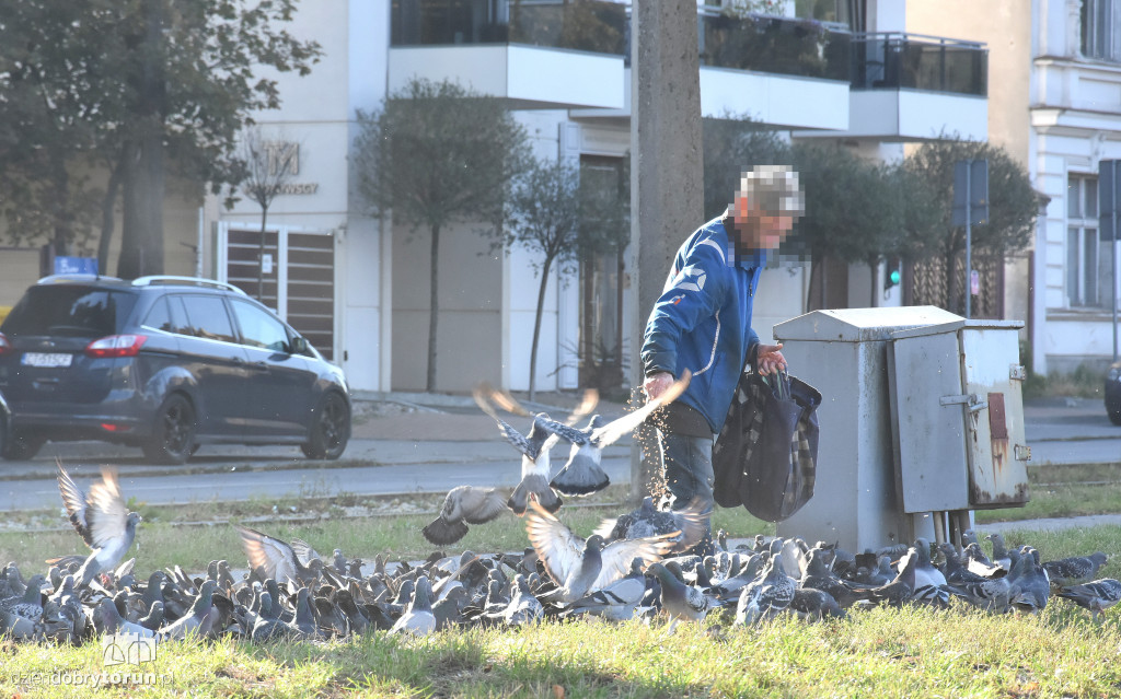 Plaga gołębi na Bydgoskim Przedmieściu