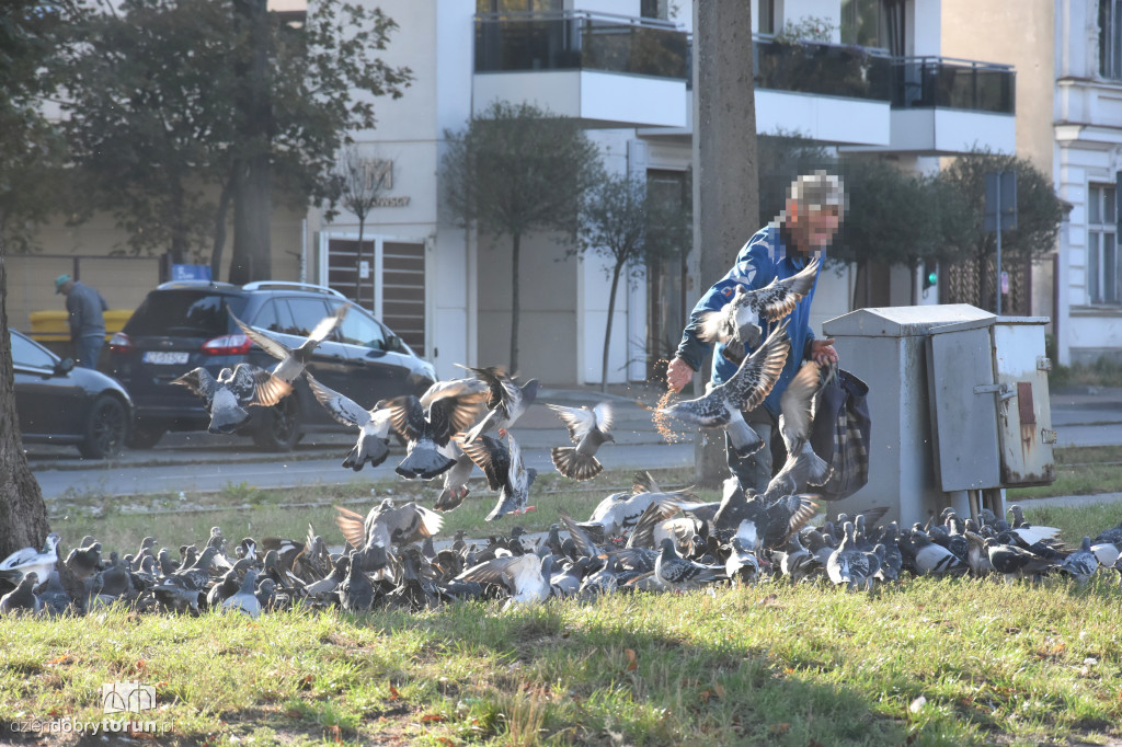 Plaga gołębi na Bydgoskim Przedmieściu