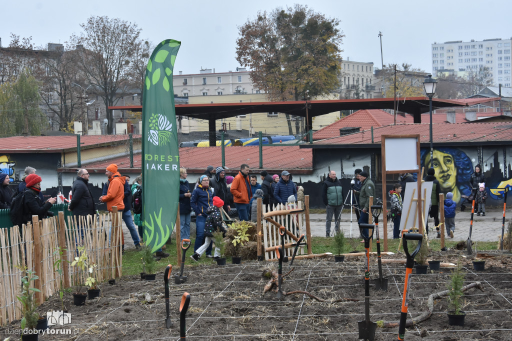 W Toruniu posadzono nowy las