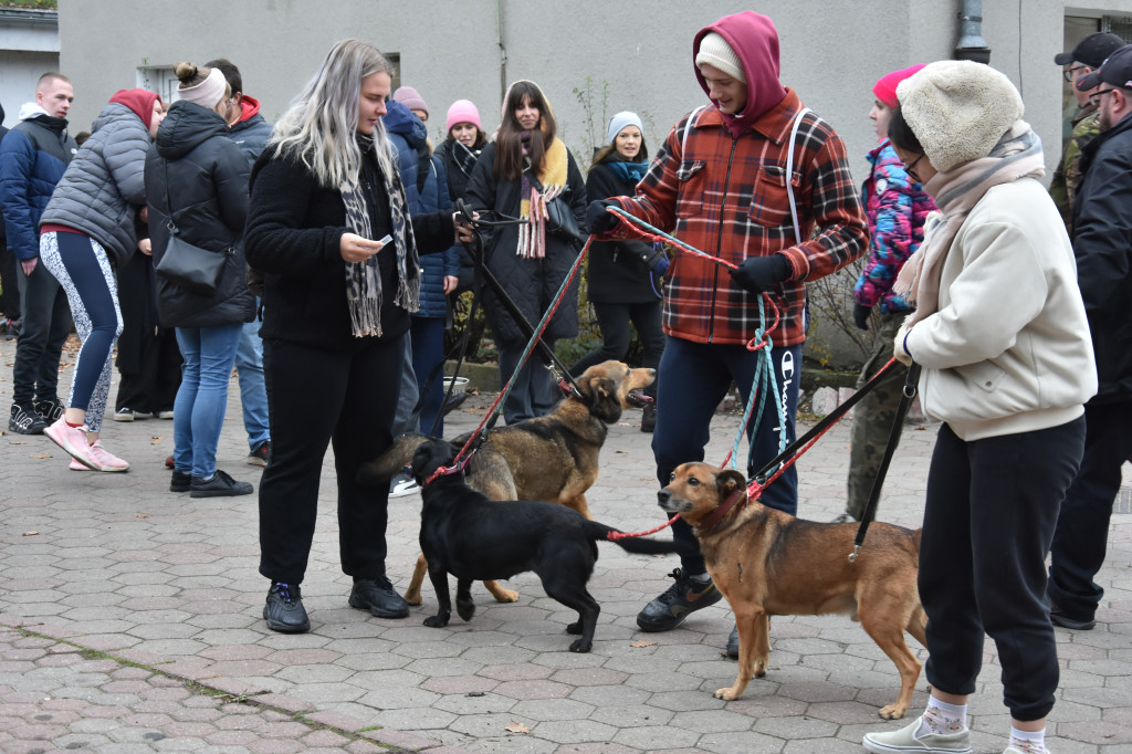 Akcja wyprowadź psa w toruńskim schronisku